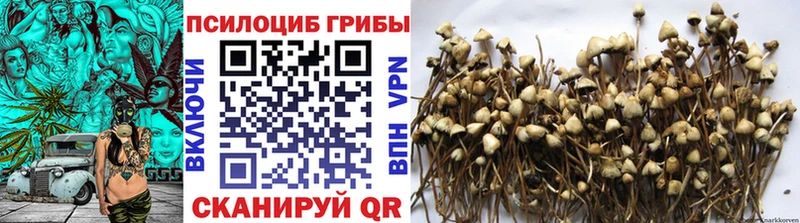 Купить  Кувандык  Галлюциногенные грибы Psilocybe 